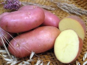 Какие опасности притаились в картофеле?