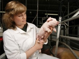 Мираторг приступил к реализации полного цикла производства свиного мяса