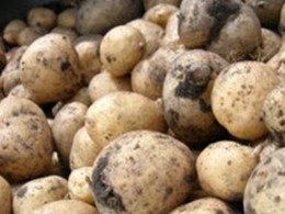 Какие опасности притаились в картофеле?